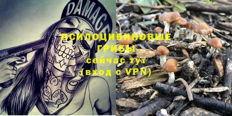 Галлюциногенные грибы Psilocybe  ОМГ ОМГ   Воркута  где купить  